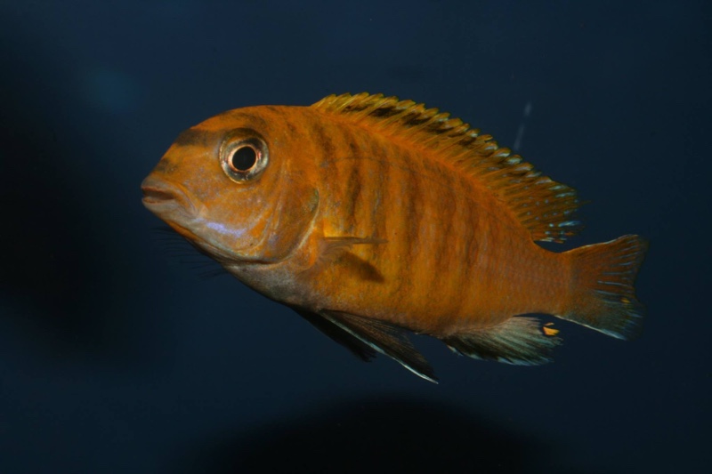 Tropheops sp. 'red fin' Hai Reef
